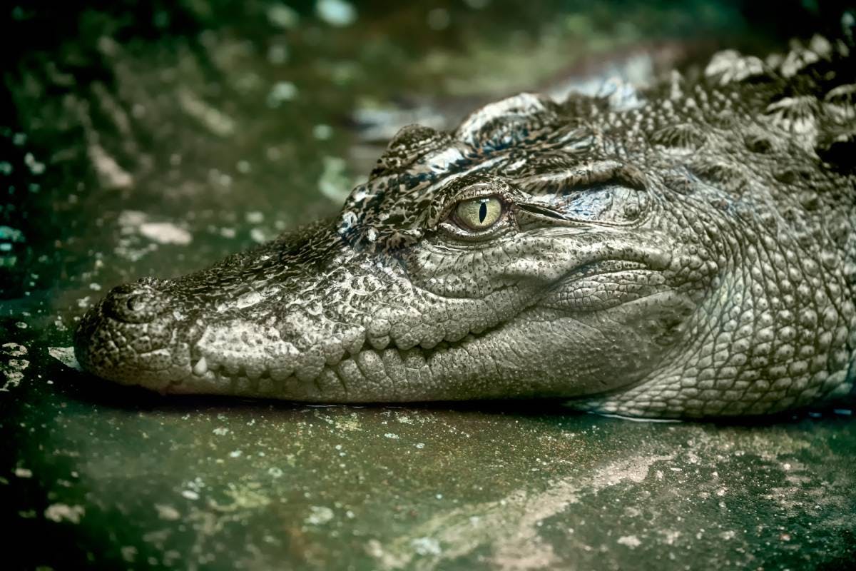 The surprising story of rediscovering Siamese crocodiles in